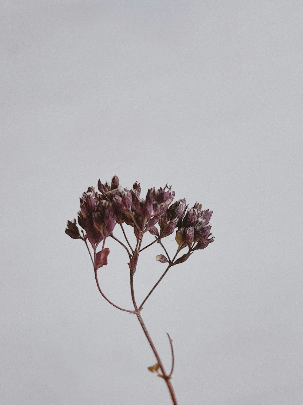 Una planta con flores púrpuras en un jarrón