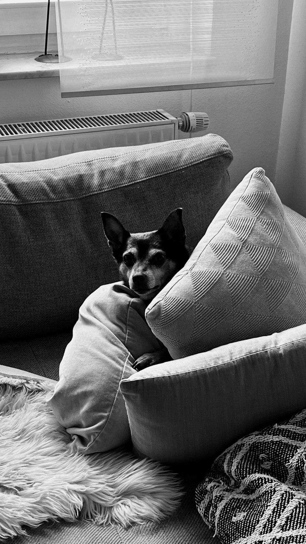 a dog laying on a pillow on a couch