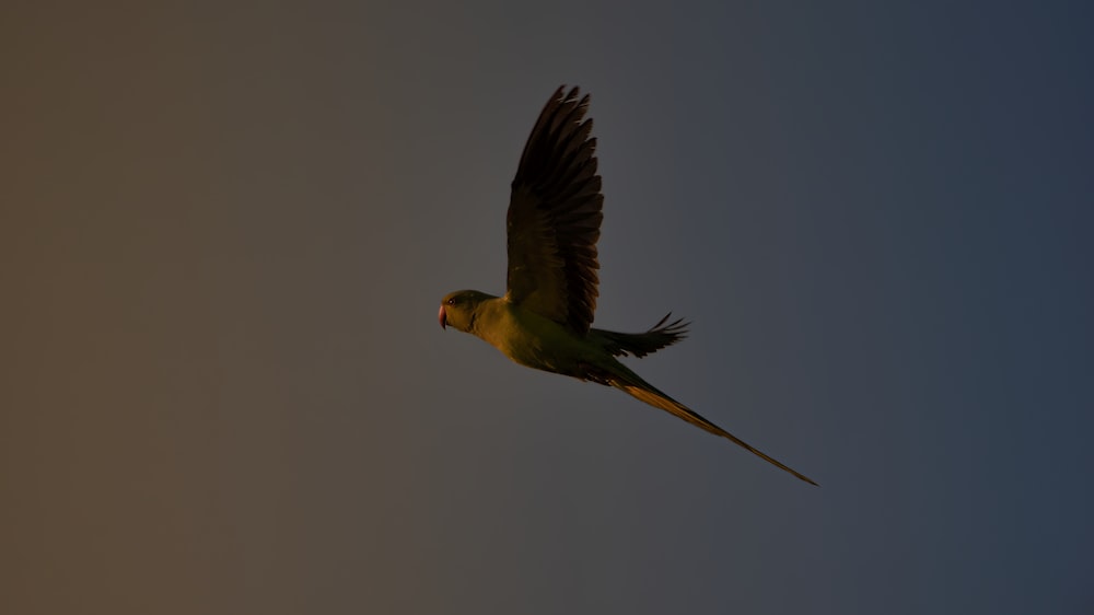 a yellow and green bird flying in the sky