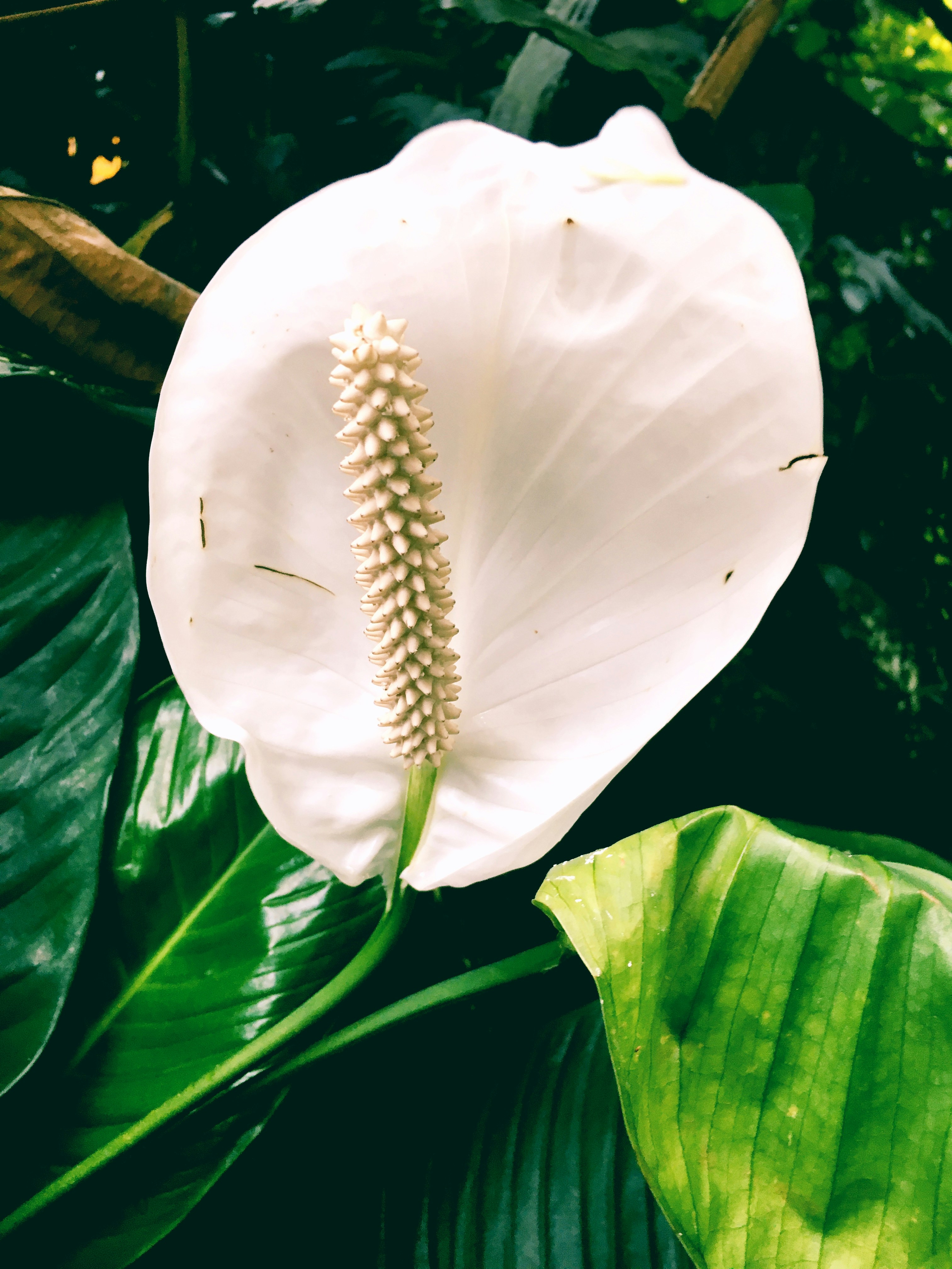 Peace Lily Plant