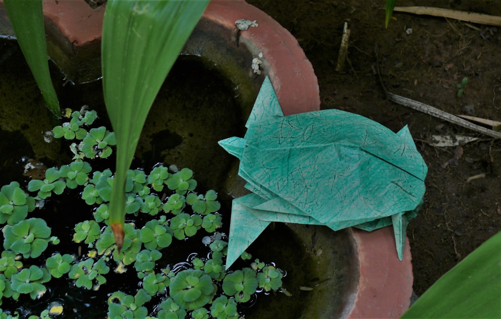 a green leaf laying on top of a potted plant