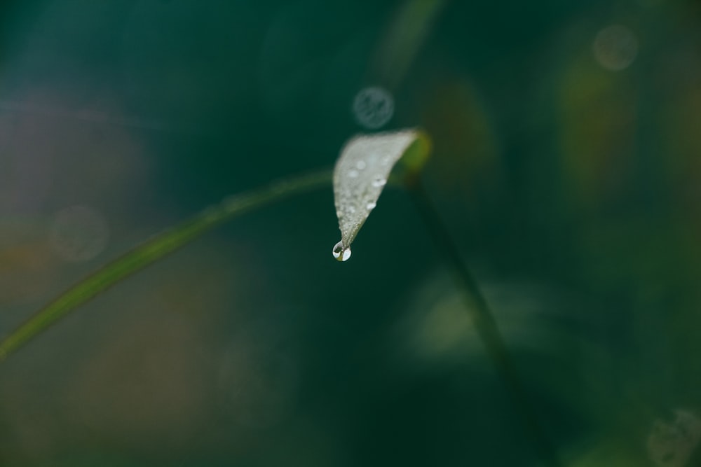 a drop of water sitting on top of a green leaf