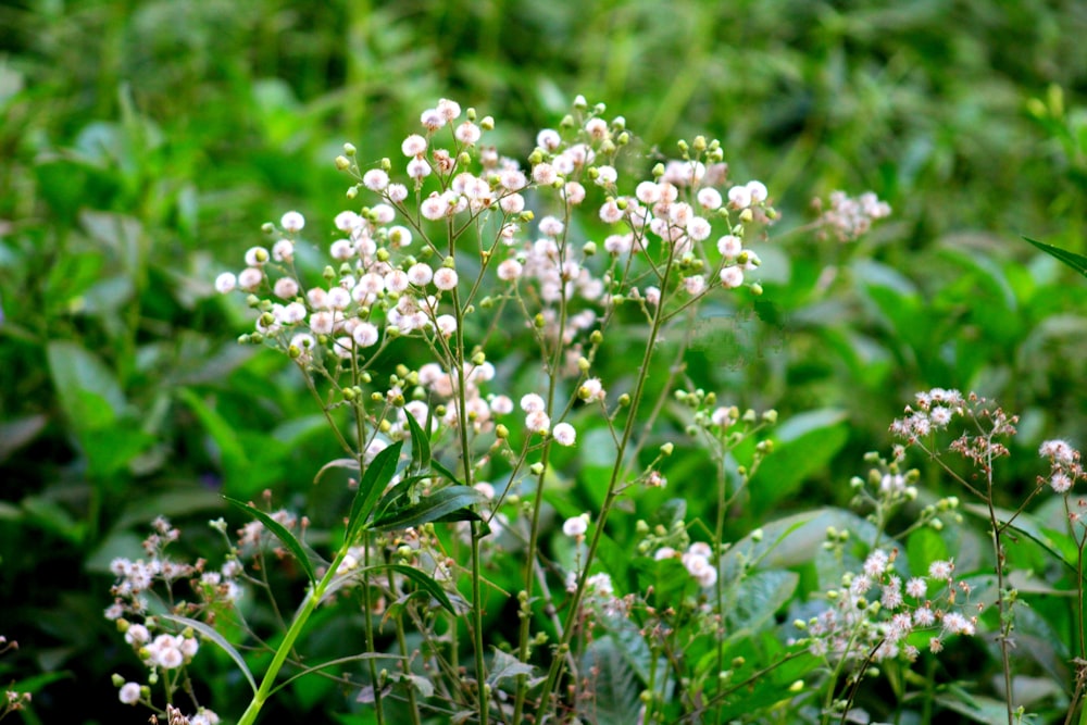 a bunch of flowers that are in the grass