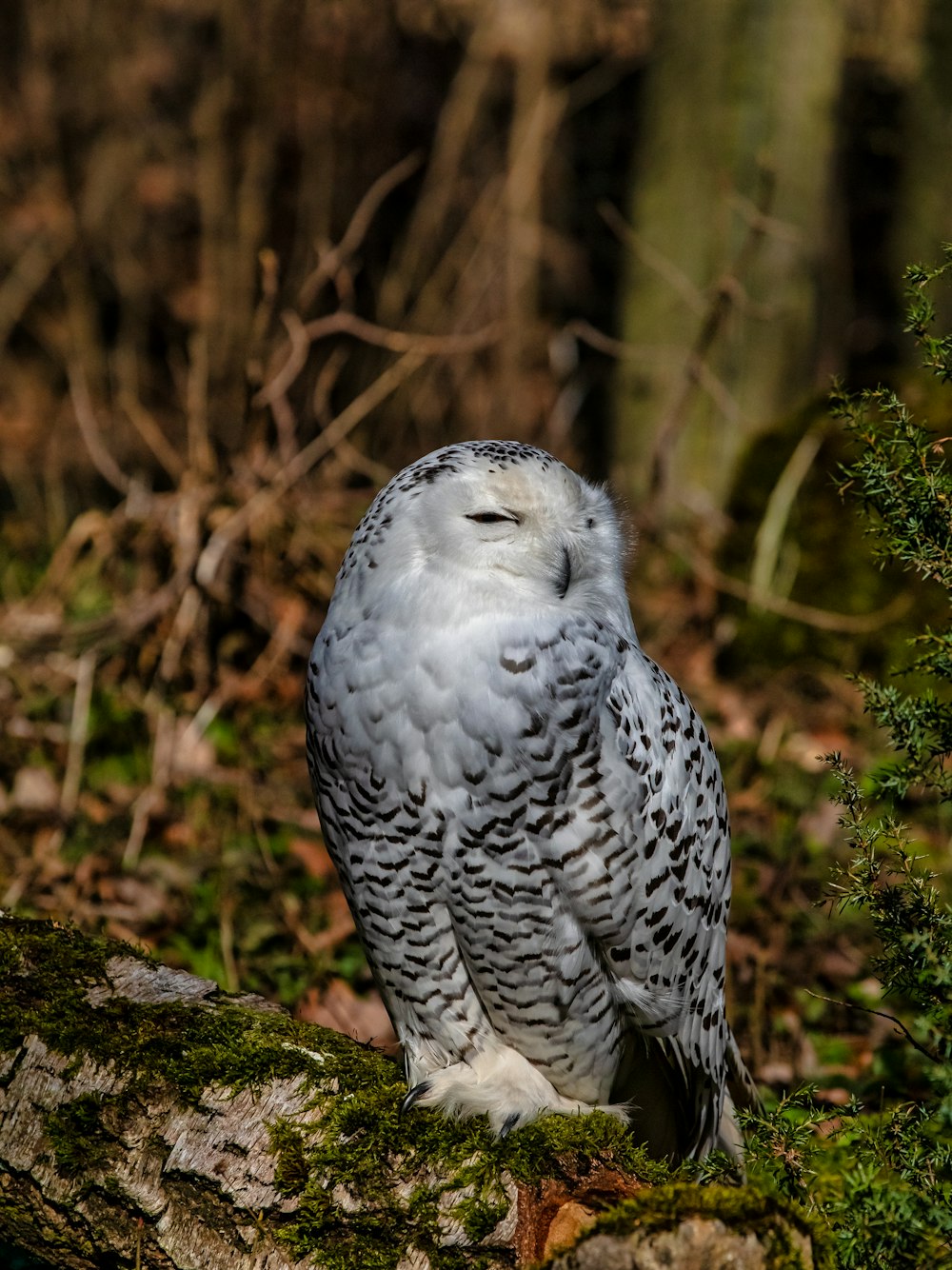 a white owl is sitting on a tree branch
