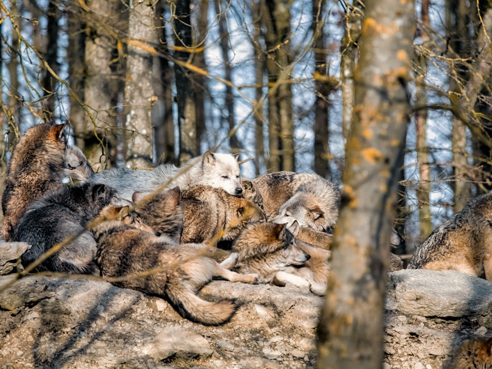 a group of wolfs sitting on a rock in the woods