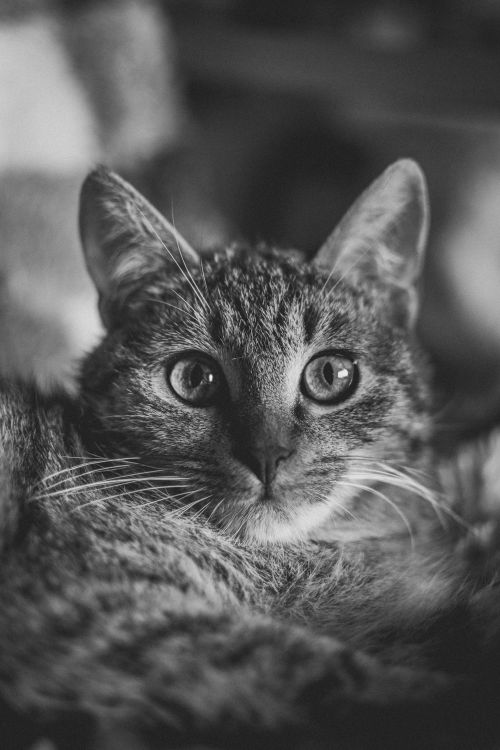 a black and white photo of a cat