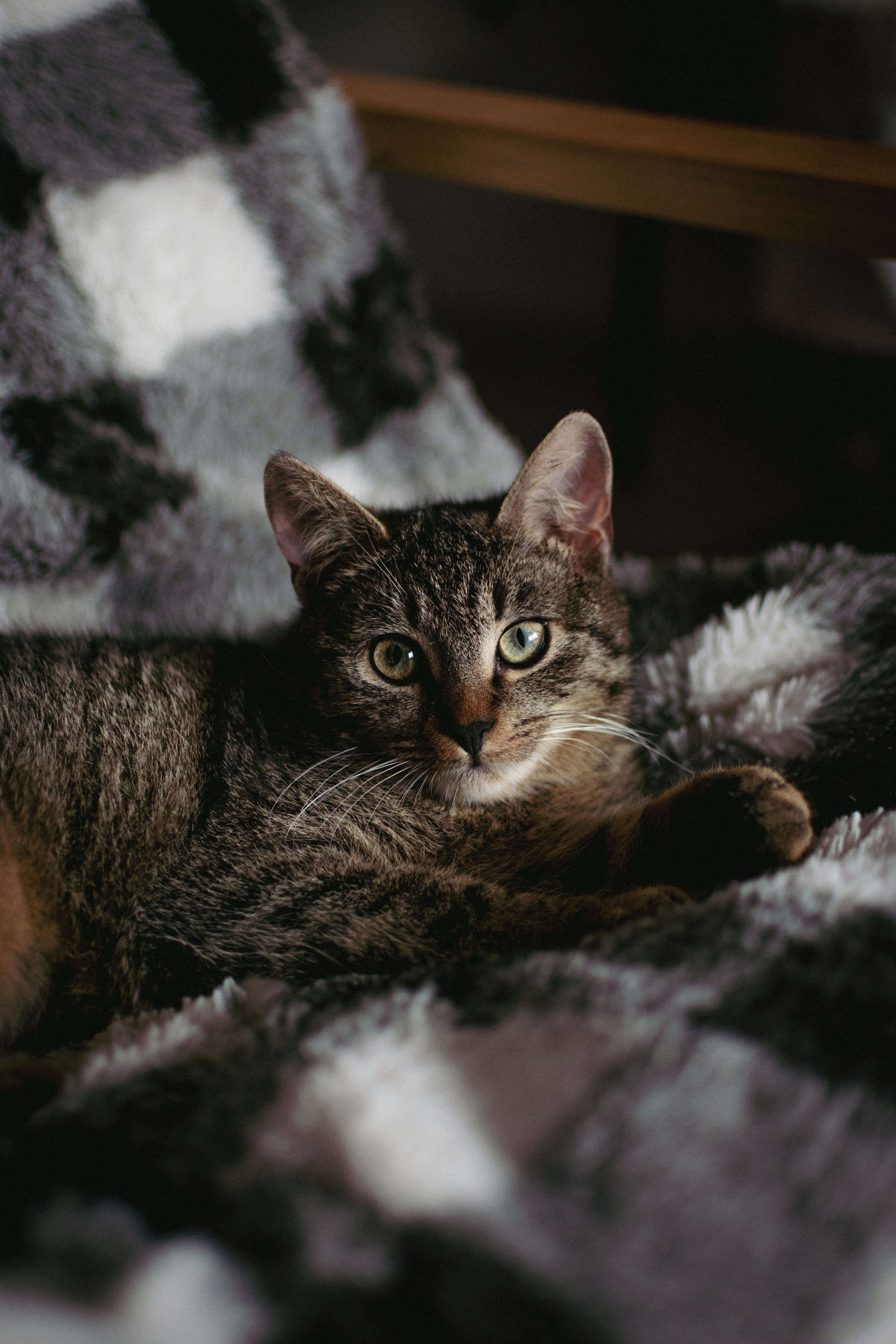 Eyes: The Window to Feline Serenity (image credits: unsplash)