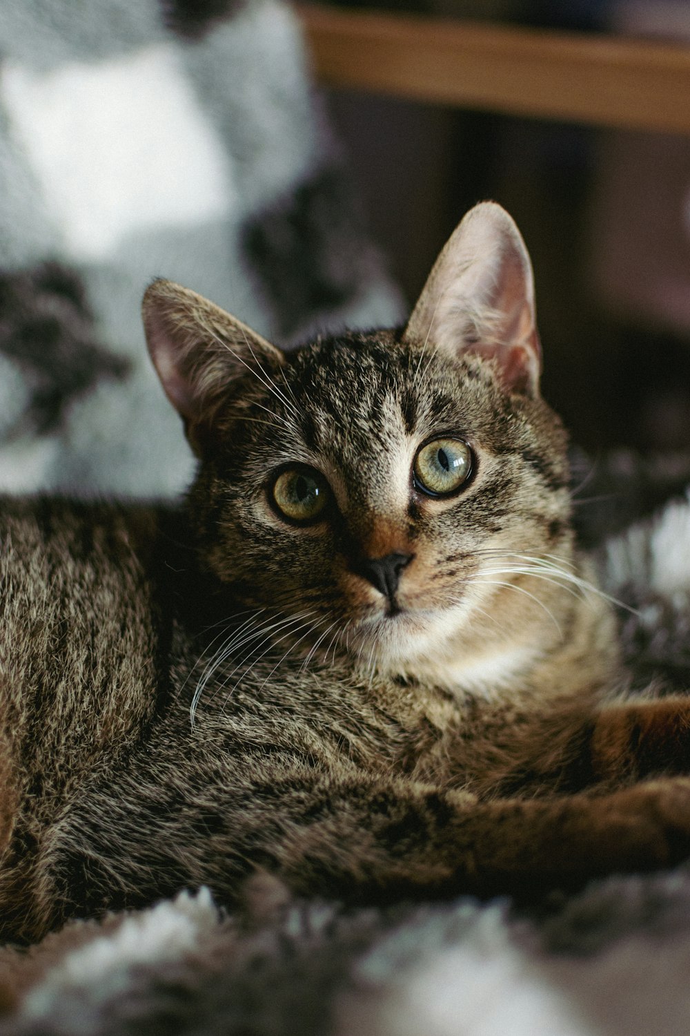 a close up of a cat laying on a blanket