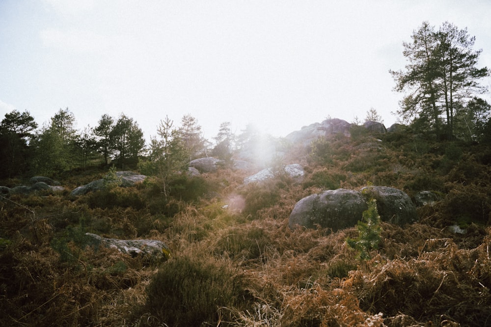 the sun shines through the trees on a grassy hill