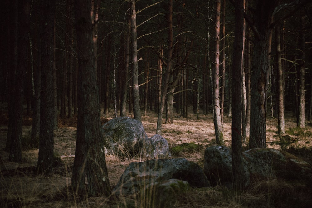 a group of rocks in the middle of a forest