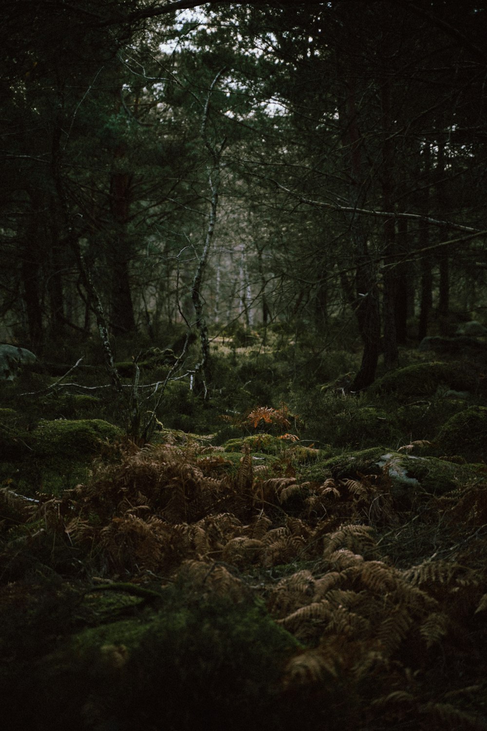 a forest filled with lots of trees and grass