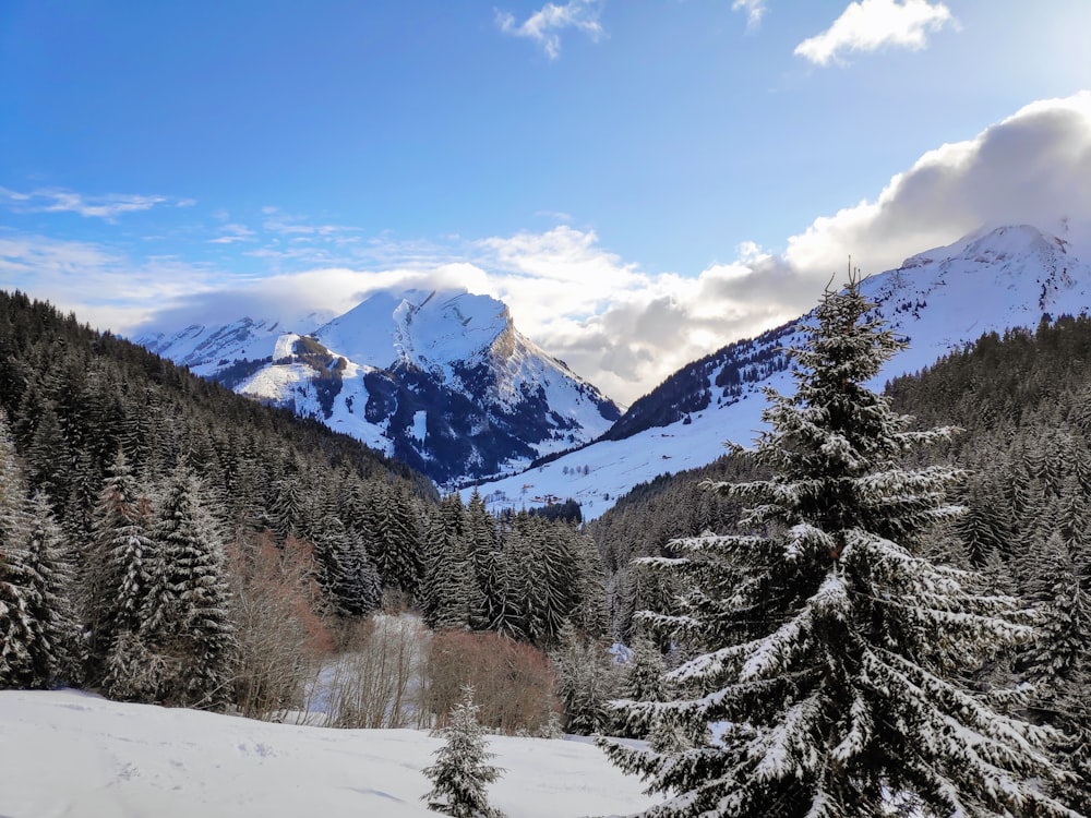 ein schneebedeckter Berg mit Bäumen im Vordergrund