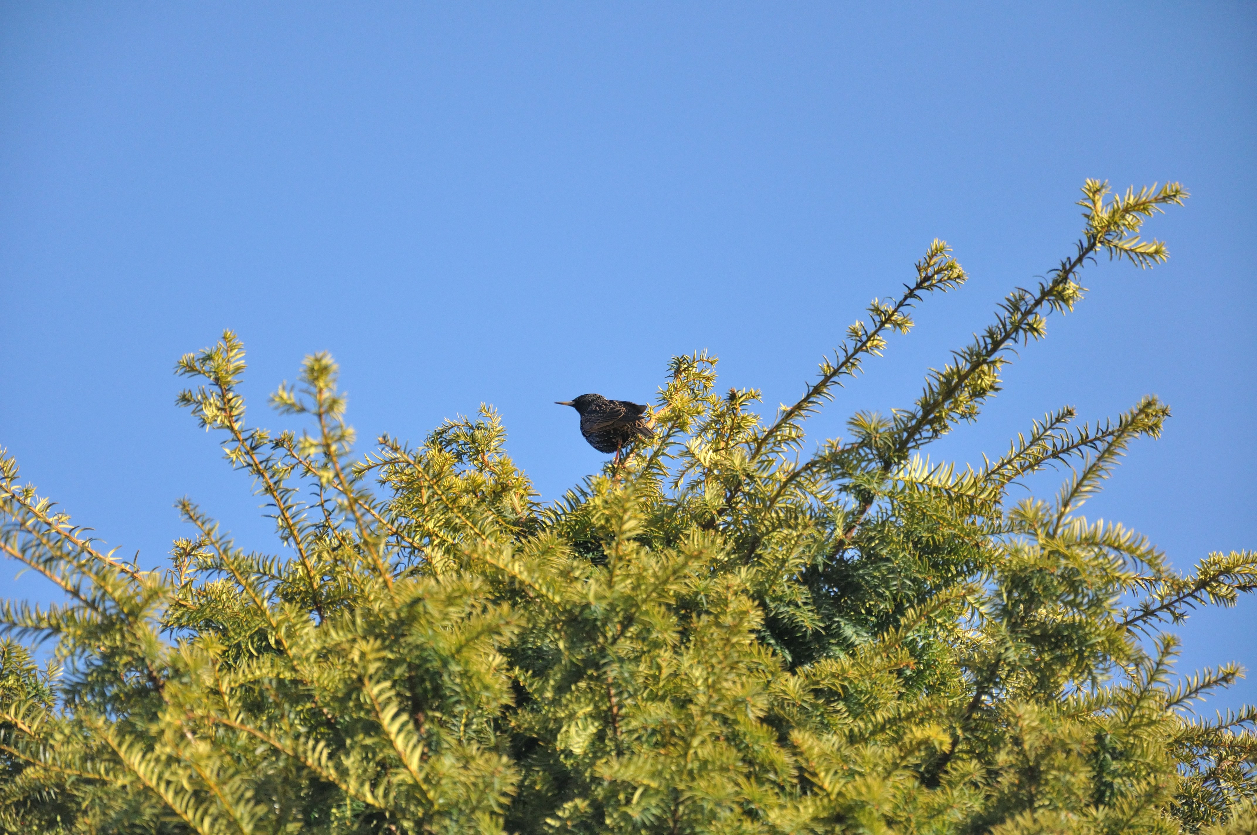 Photo by frankoosterbaan