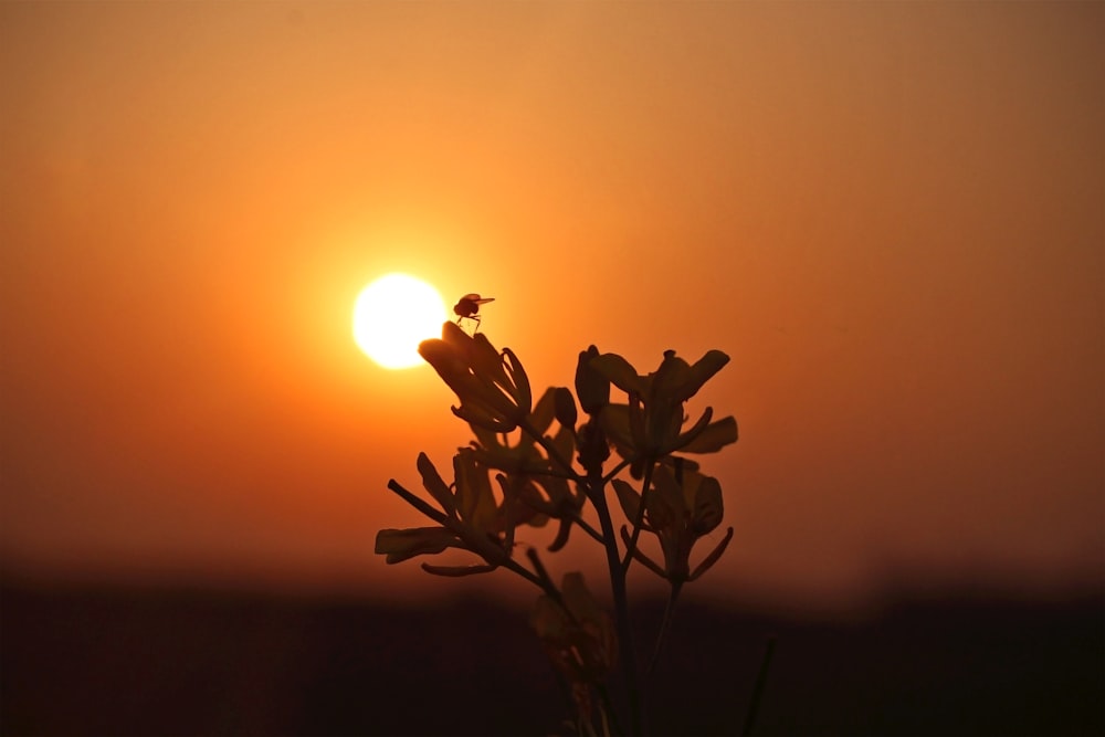 the sun is setting behind a plant in a vase