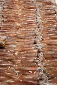 A close-up of fresh squid on ice, showcasing its glistening texture.