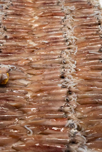 A vibrant display of fresh squid with glistening skin on ice.