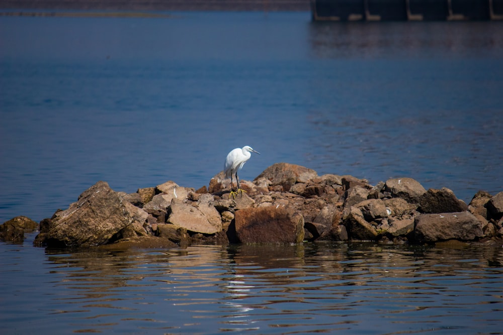 a white bird is standing on some rocks in the water