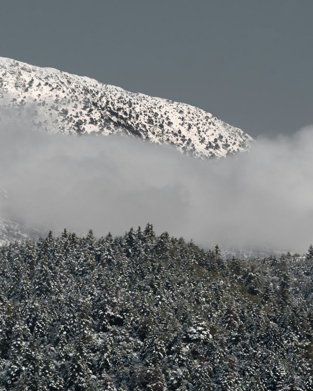 Ein schneebedeckter Berg mit Bäumen darunter