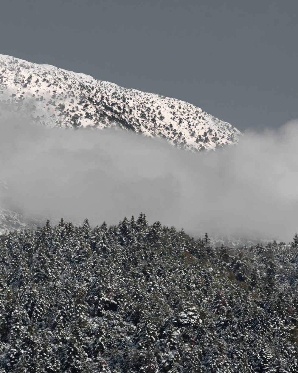 雪に覆われた山、下に木々