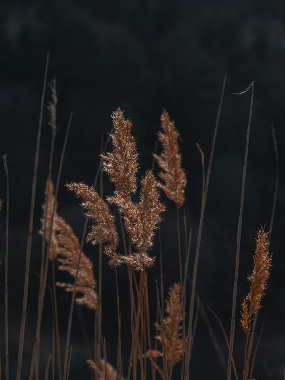 a close up of a bunch of tall grass