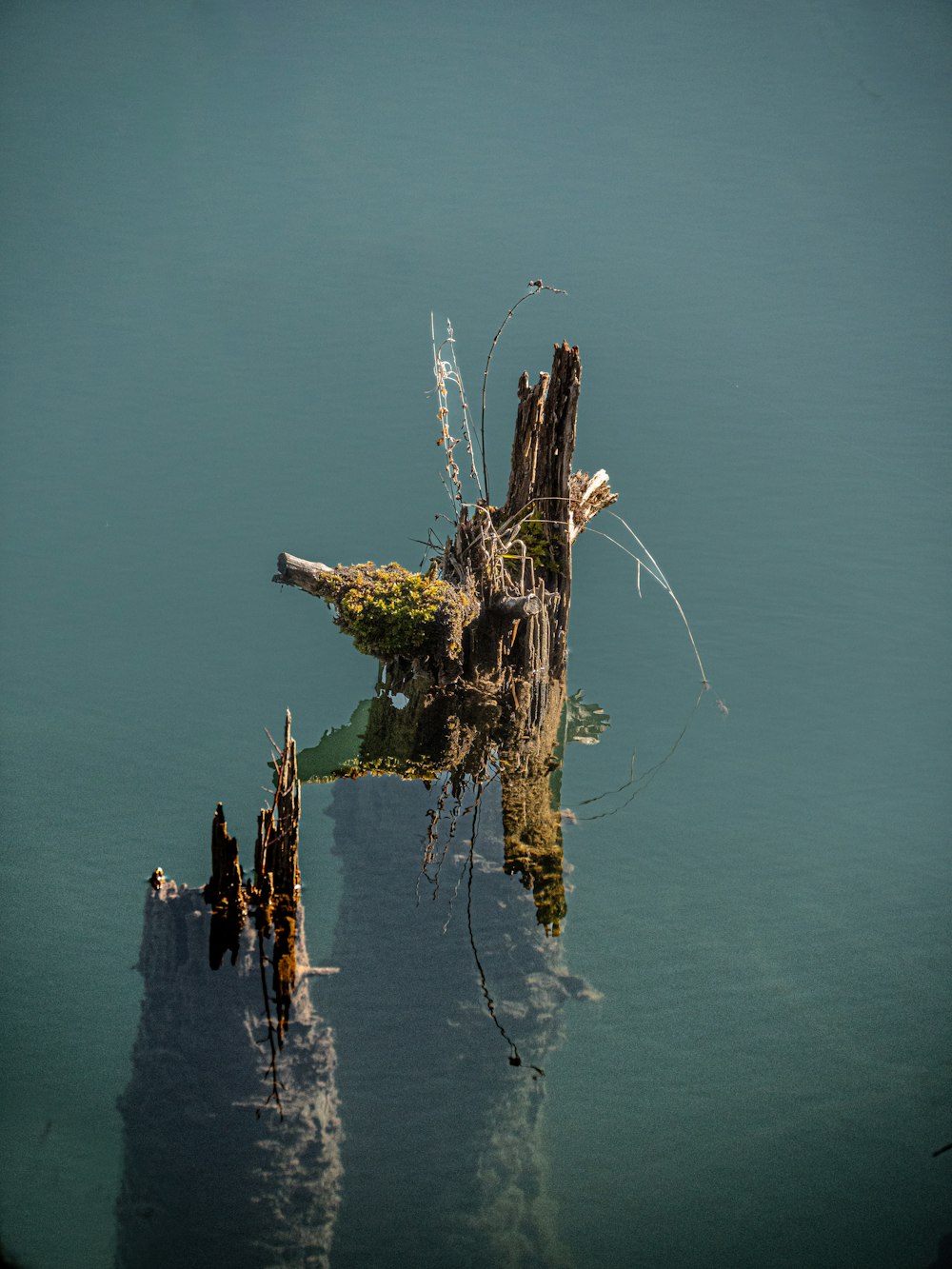 a bird is perched on a tree stump in the water