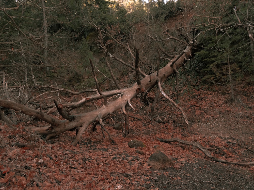 a fallen tree in the middle of a forest