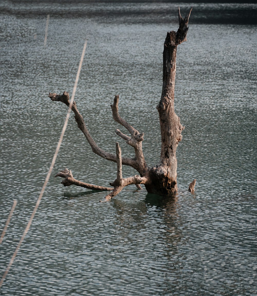 a dead tree in the middle of a body of water