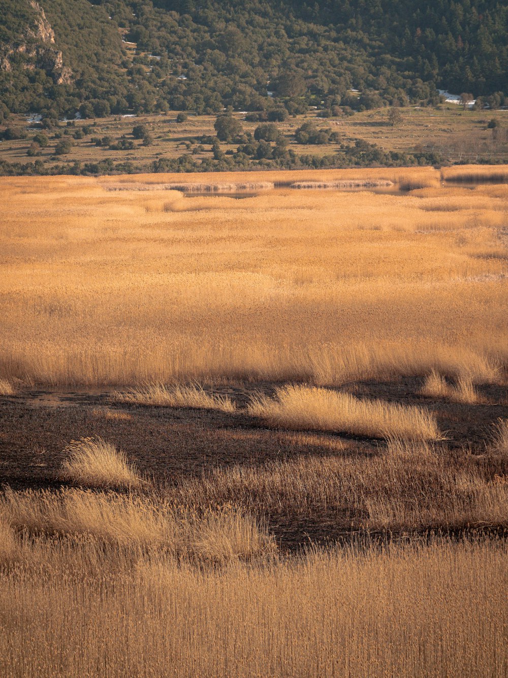 um grande campo de grama seca com uma montanha no fundo