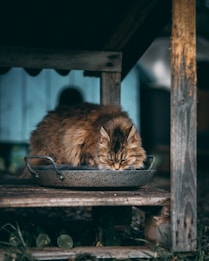 A fluffy brown cat drinks from a rustic metal basin positioned on a wooden shelf. The background appears slightly blurred, adding depth to the outdoor setting.