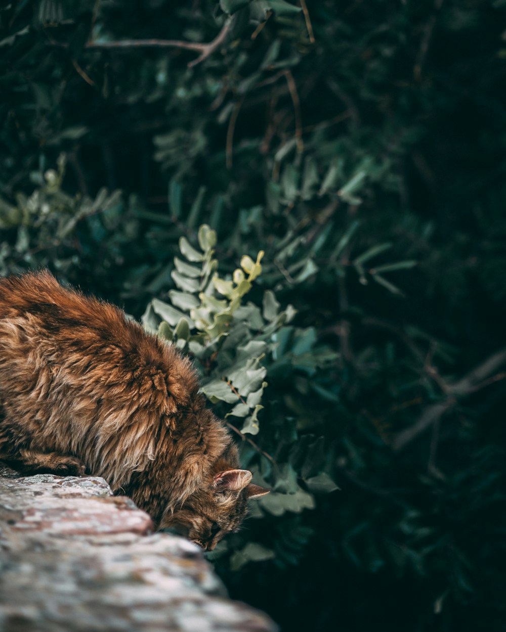 a cat that is sitting on a rock