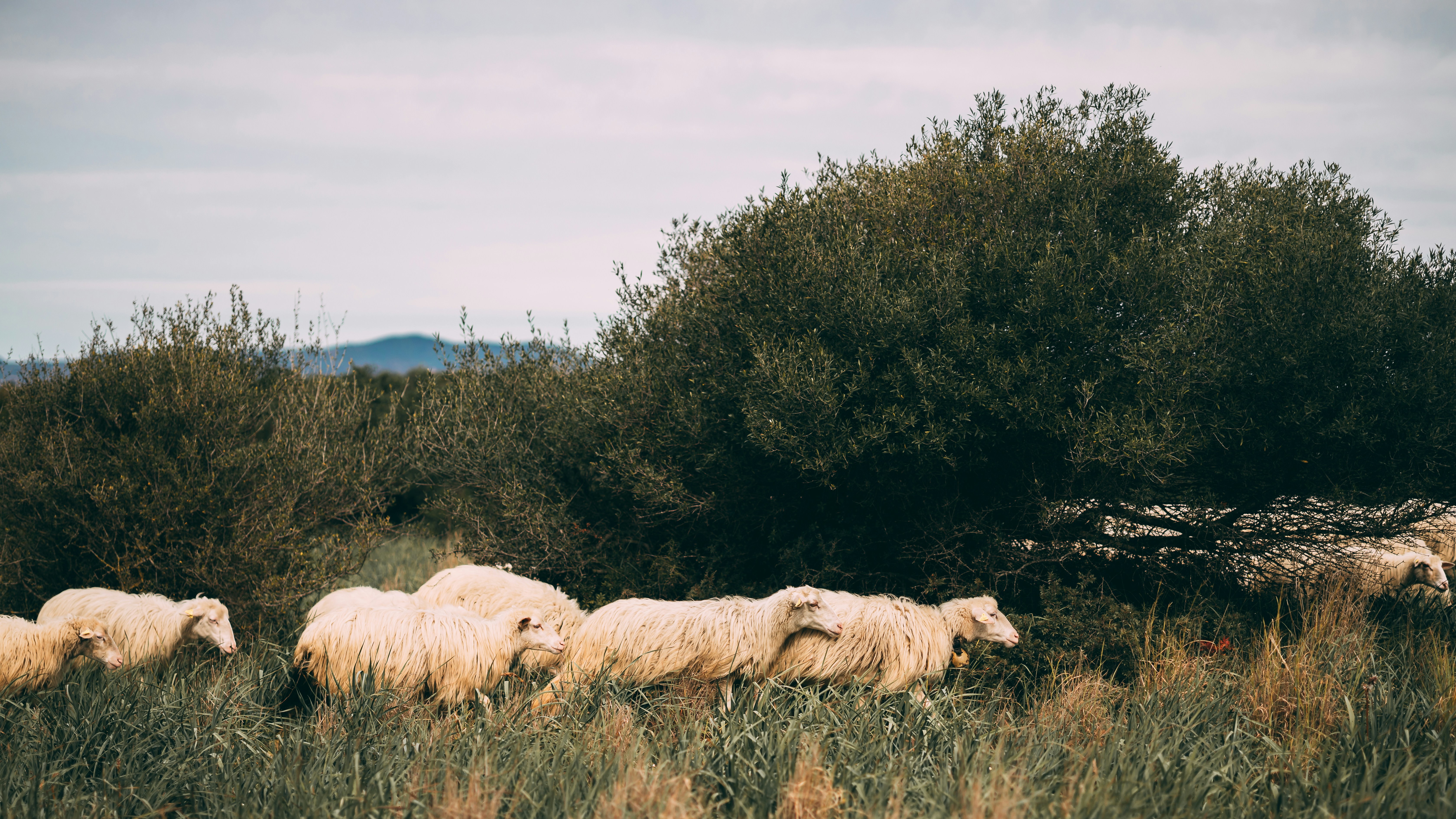 Photo by alextevere