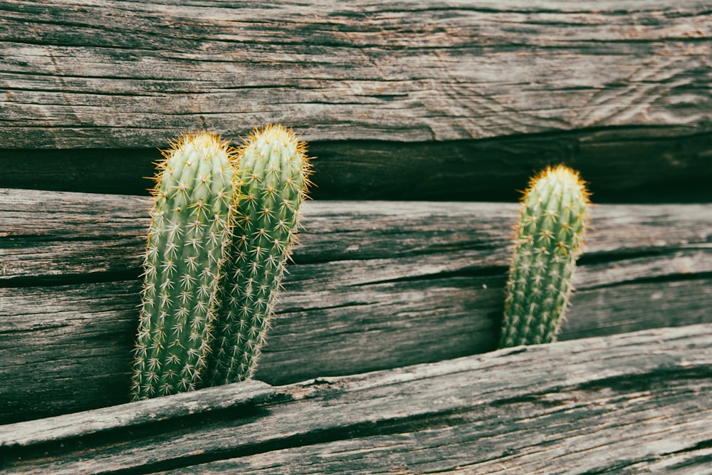 Tre piante di cactus verdi che crescono da una parete di legno
