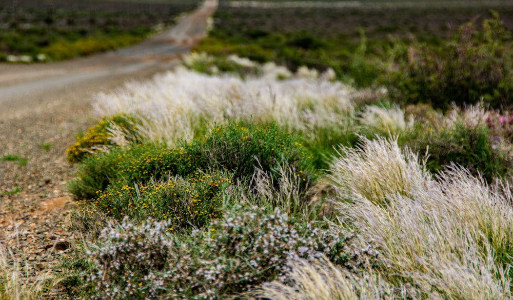 a dirt road with grass and flowers on the side of it