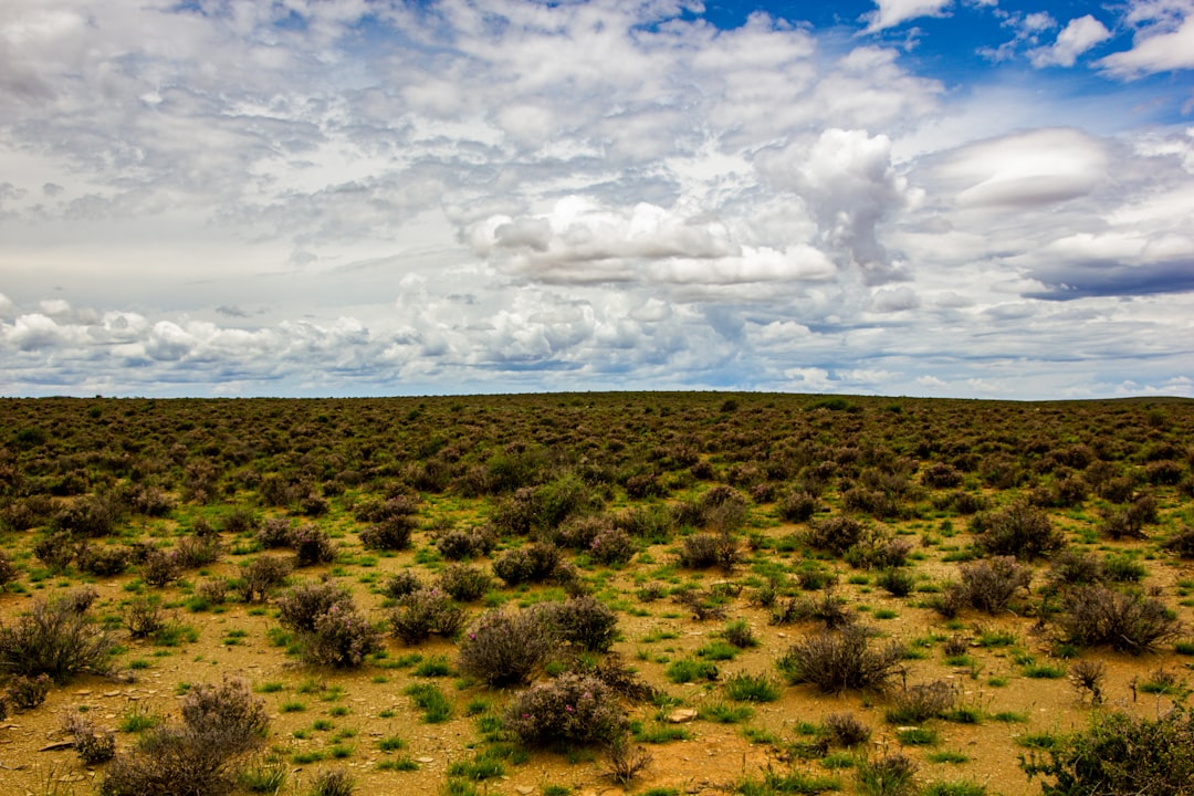 a large field of grass and bushes under a cloudy sky,