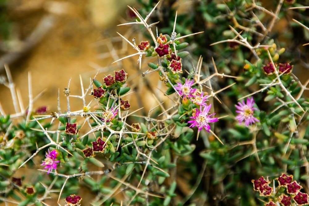 a close up of a plant with small pink flowers