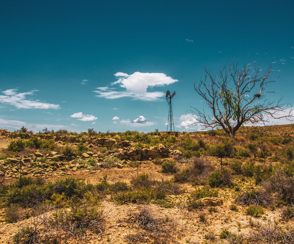 a lone tree in the middle of a desert