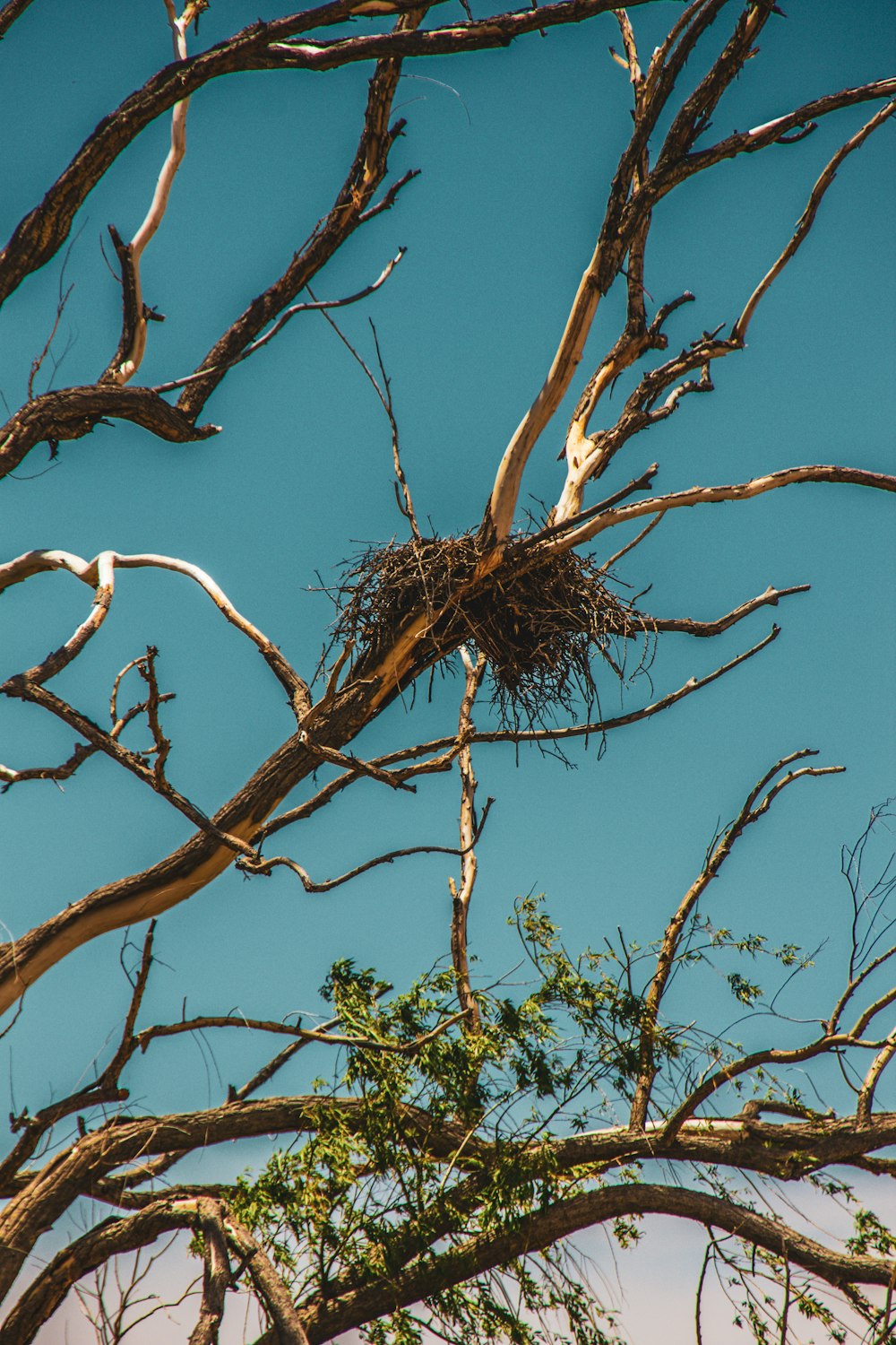 a bird's nest in a bare tree against a blue sky