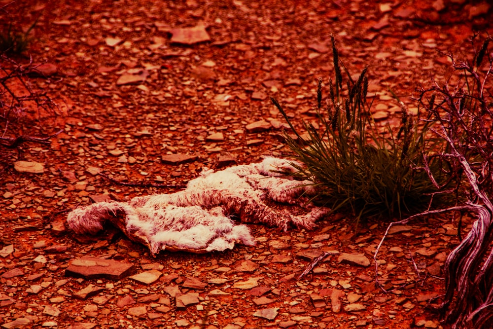 un animal mort étendu sur le sol à côté d’une plante