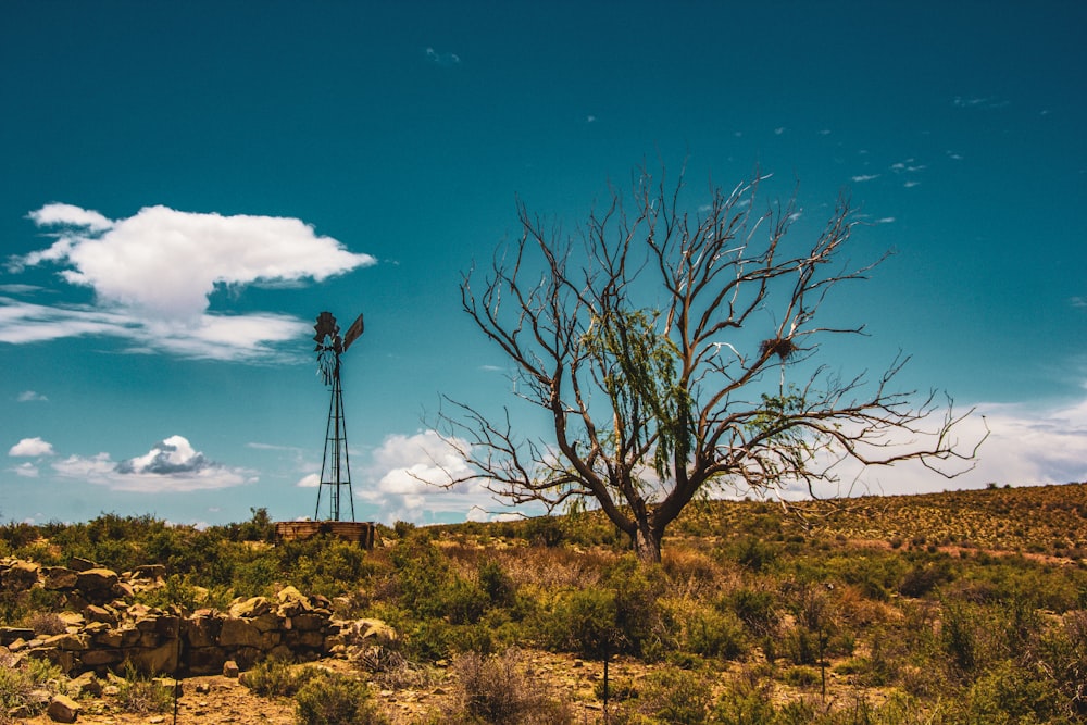 Un árbol solitario en medio de un desierto