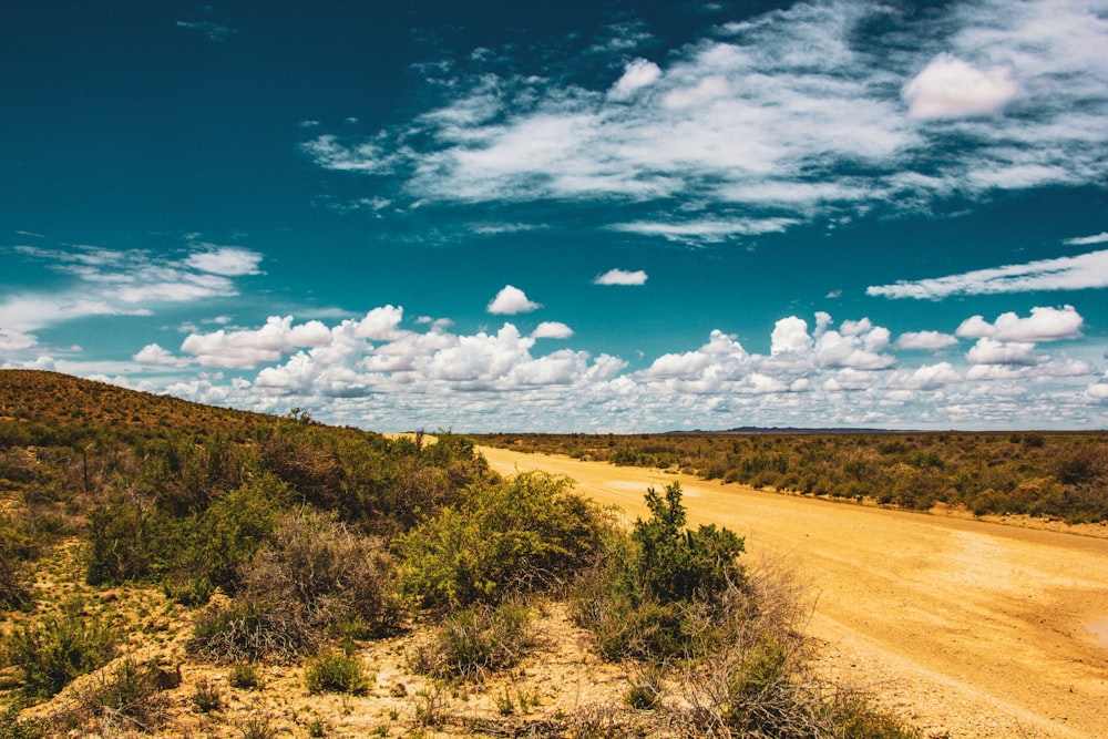 a dirt road surrounded by trees and bushes