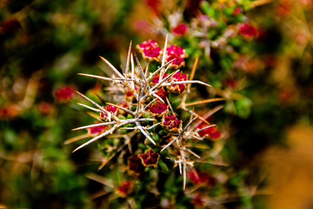 a close up of a plant with red flowers