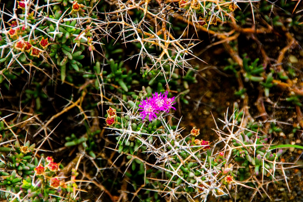 a small purple flower surrounded by small green plants