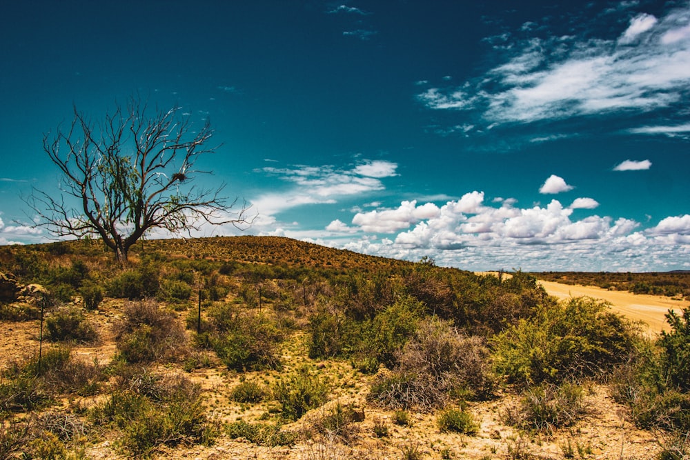 Un árbol solitario en medio de un desierto