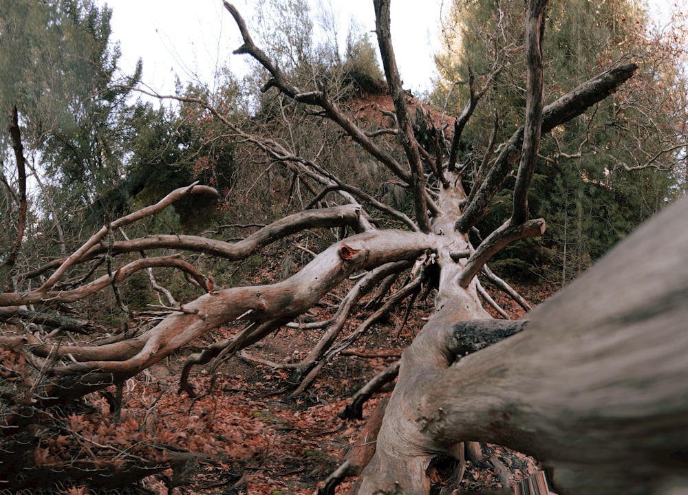 a tree that has fallen down in the woods