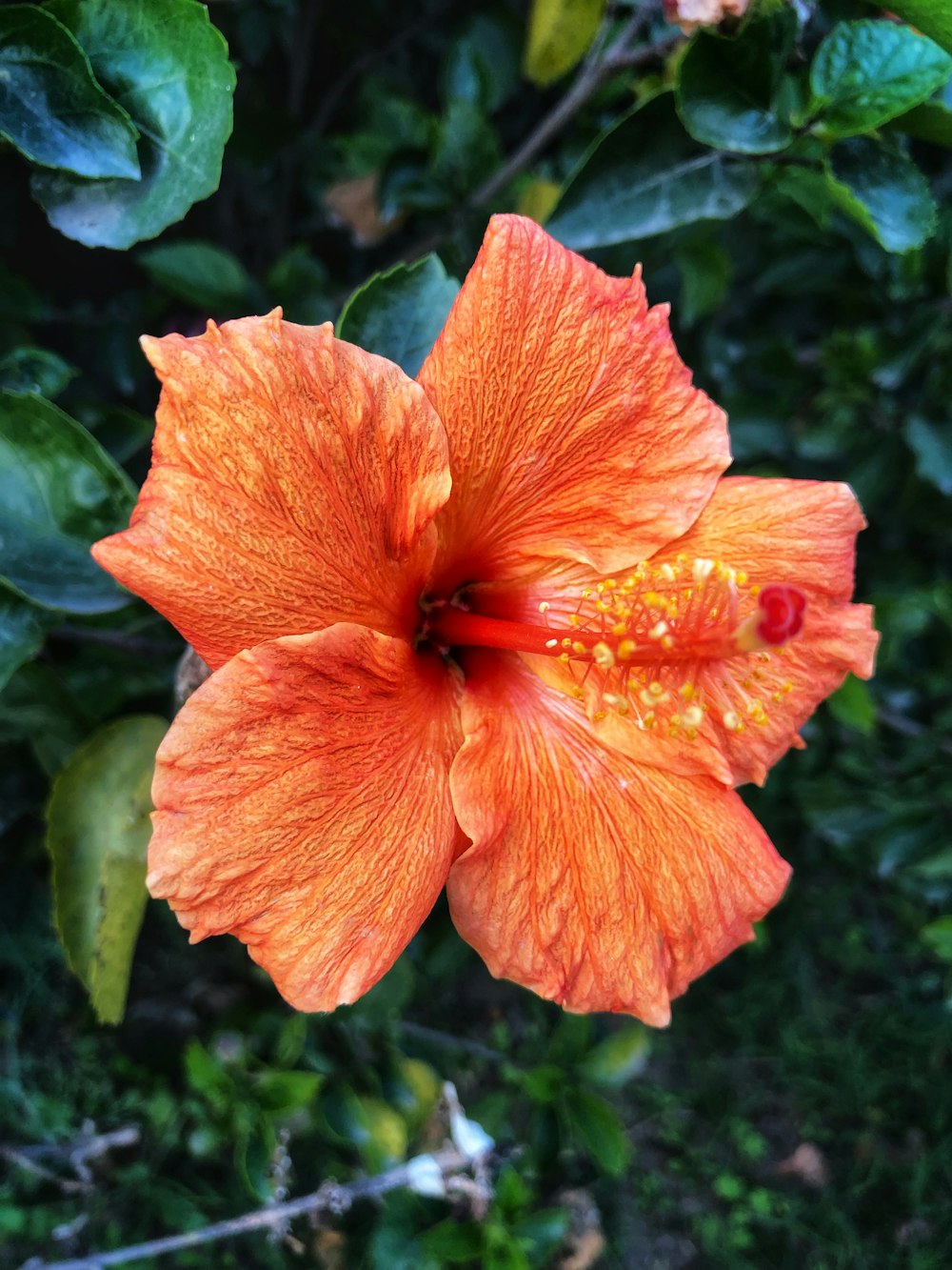 a bright orange flower with green leaves in the background