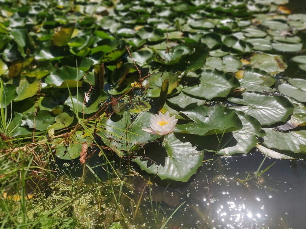 a pond filled with lots of water lilies