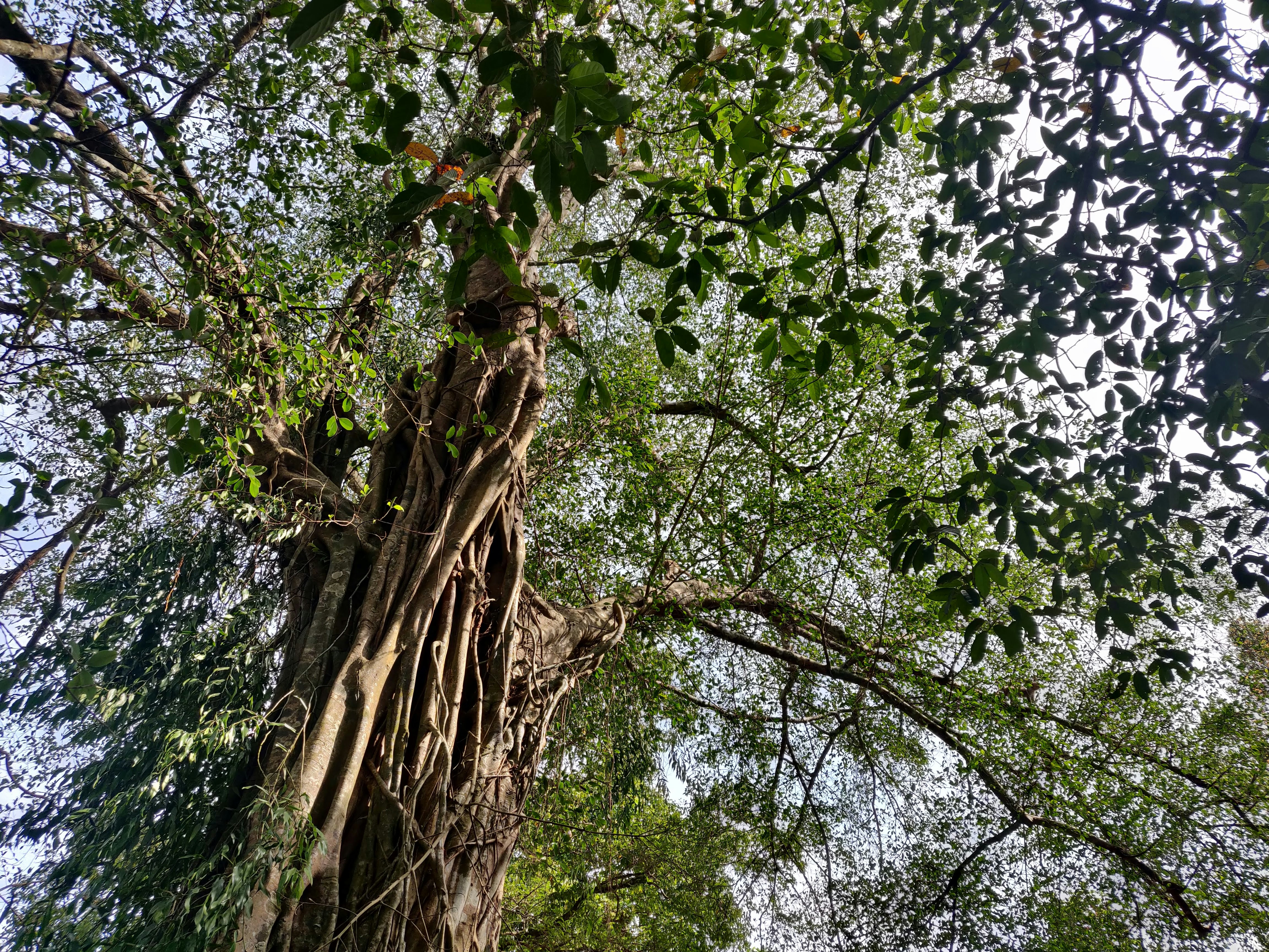 a very tall tree with lots of vines growing on it