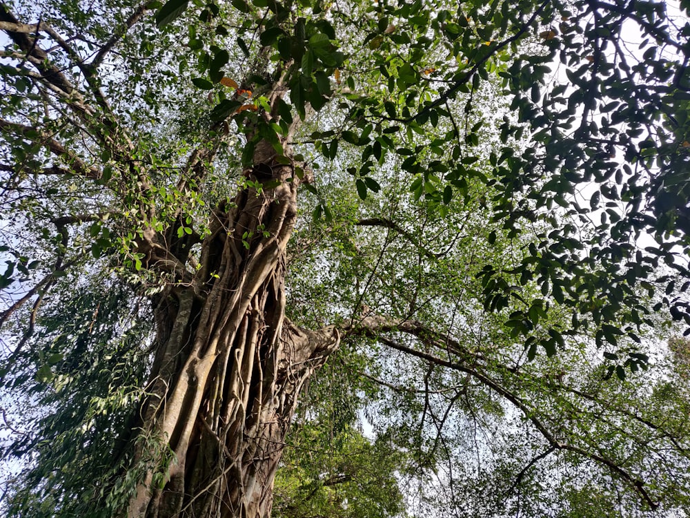 Ein sehr hoher Baum mit vielen Reben, die darauf wachsen