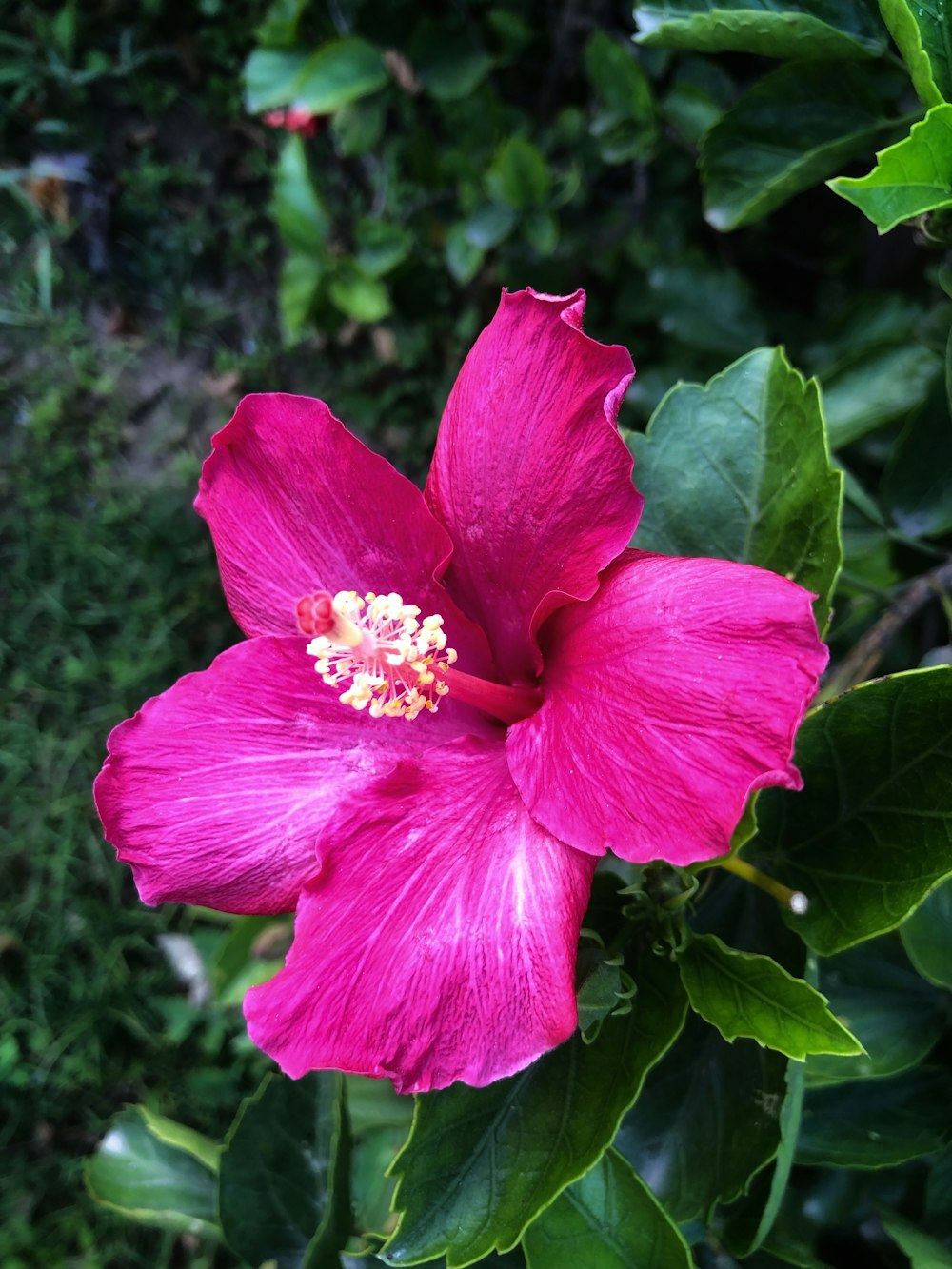 a pink flower with green leaves in the background