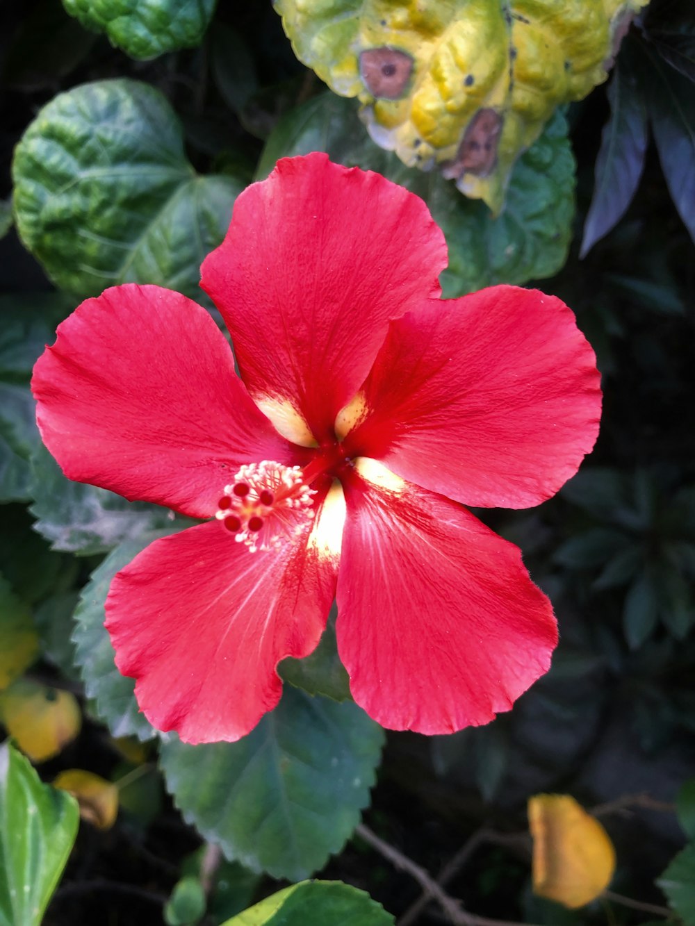 a red flower with green leaves in the background